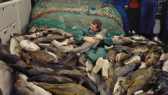 Die Dorsche in der Ostsee waren einst wesentlich größer. - © Jesper Bay Of The Danish/Danish Institute for Fisheries and Marine Research/dpa