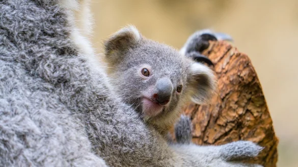 Der Duisburger Zoo ist bekannt für seine Koala-Haltung. - © Mathias Appel/Zoo Duisburg/dpa
