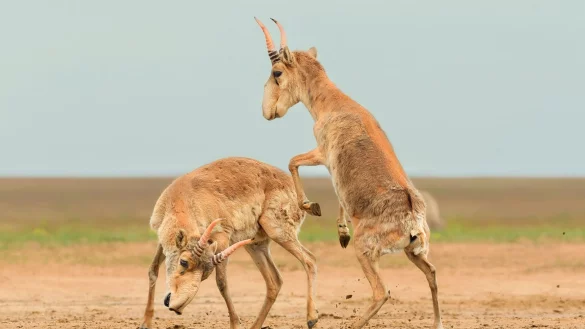 Die Antilopen sind in der zentralasiatischen Steppe beheimatet. - &copy; Andrey Giljov/BMC Journals Image Competition/dpa