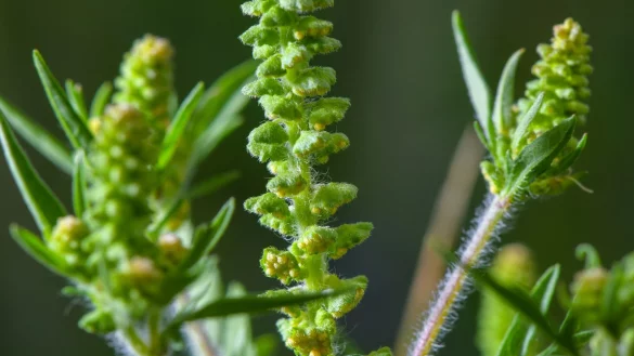 Ambrosia-Pollen können schon in kleinen Mengen heftige allergische Reaktionen auslösen. (Archivbild) - © Patrick Pleul/dpa-Zentralbild/ZB