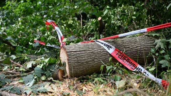Folgen des Klimawandels wie Dürren machen Wälder anfälliger für andere Folgen des Klimawandels - wie Unwetter. - © Michael Brandt/dpa