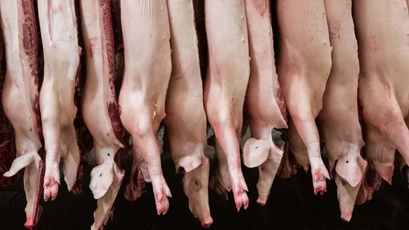 Die Schlachtmenge bei Schweinefleisch steigt um 1,9 Prozent. (Archivbild) - © Mohssen Assanimoghaddam/dpa
