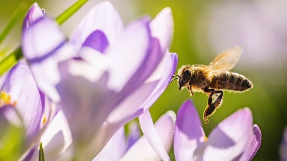 Summ, summ: Bereits im Februar blühen die ersten Krokusse und bieten den frühen Bienen eine Nahrungsquelle. - © Frank Rumpenhorst/dpa/dpa-tmn