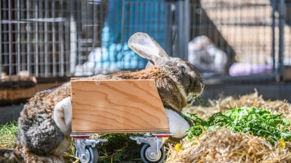 Ein Riesenkaninchen kann sich mit Hilfe eines selbst gebauten Rollators fortbewegen. - &copy; Jason Tschepljakow/dpa