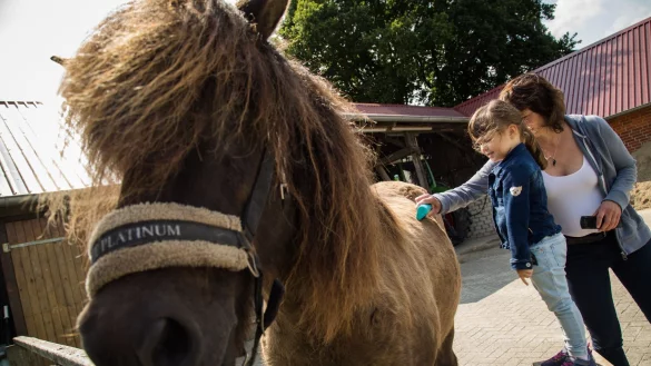 Nicht nur Hund oder Katze: Auch auf Pferde oder sogar Vögel reagieren einige Menschen mit Allergiesymptomen. - © Christin Klose/dpa-tmn