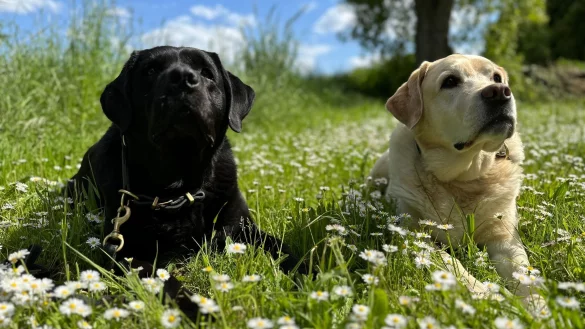 Sind zwei besser als einer? Mehr Hunde bedeuten mehr Freude, aber auch mehr Aufwand. - © Katja Sponholz/dpa-tmn