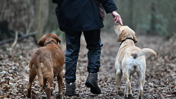 Zwei Hunde aus einem Wurf gleichzeitig großziehen? Das kann selbst für erfahrene Hundehalter zur Herausforderung werden. - © Arne Dedert/dpa/dpa-tmn