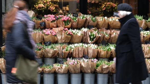 Für Tulpen müssen Verbraucher in diesem Jahr tiefer in die Tasche greifen. (Archivbild) - © Sebastian Willnow/dpa
