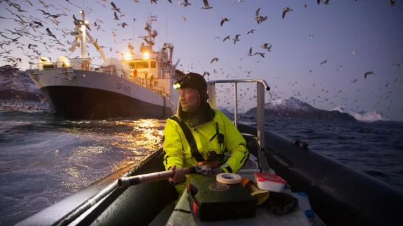 Das Gesamtsiegerbild zeigt den Biologen Audun Rikardsen, der in einem norwegischen Fjord Wale mit Sendern ausstattet. - © Emma Vogel/Nature/dpa