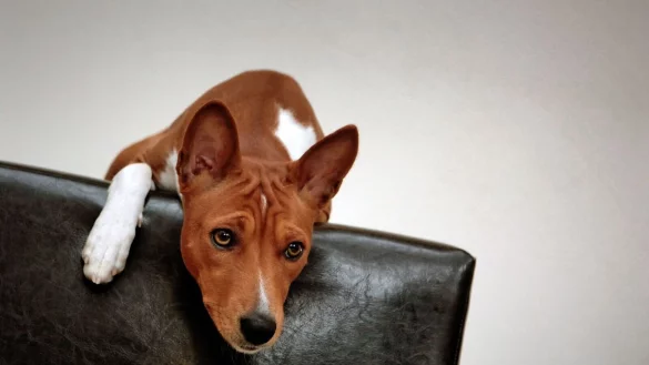 Zu den m&ouml;glichen Symptomen z&auml;hlen pl&ouml;tzliche Panikattacken. (Symbolbild) - &copy; picture alliance / dpa