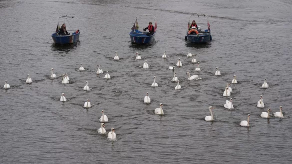 In diesem Jahr begleiteten die Boote rund 50 von insgesamt rund 90 Schw&auml;nen. - &copy; Marcus Brandt/dpa