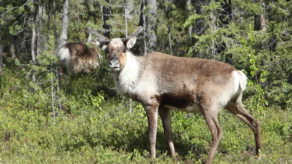 Der Klimawandel bedroht Lebensräume von Rentieren. (Archivbild) - © Steffen Trumpf/dpa