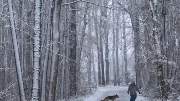 In Teilen von Nordrhein-Westfalen hat es heftig geschneit. Die Experten von Wald und Forst warnen jetzt vor Spaziergängen in den Wäldern, da Äste wegen der Last brechen können. (Archivbild) - © picture alliance / dpa