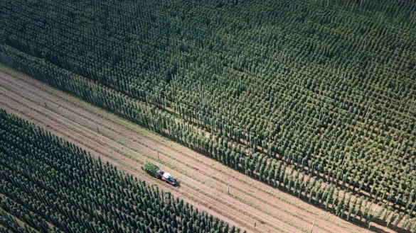 Von einigen Sorten wird zu viel Hopfen angebaut. (Archivbild) - © Sebastian Kahnert/dpa