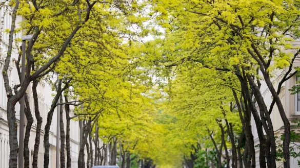 Gleditschien-Bäume sorgen in Innenstädten für Grün wie hier in Leipzig (Archivbild) - © Sebastian Willnow/dpa