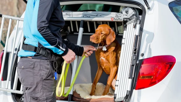 Zur Sicherheit: Vor dem Aussteigen sollte man den Hund anleinen, damit er nicht einfach auf eine befahrene Straße stürmt. - © Monique Wüstenhagen/dpa-tmn