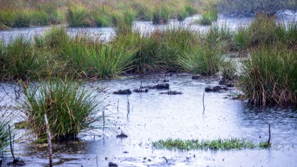 Moore sind nicht nur wichtige Wasserspeicher - sie spielen im Klimaschutz eine herausragende Rolle (Archivbild). - © Jens Büttner/dpa
