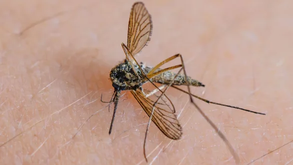 Lästige Plage: Wie viele Mücken im Sommer unterwegs sein werden, ist noch nicht absehbar. - © Patrick Pleul/dpa