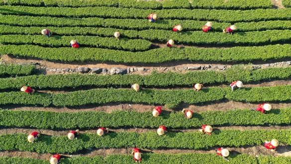 Die EU &uuml;bertreibt nach Ansicht des Deutschen Teeverbands bei den Regularien zum Einsatz von Pflanzenschutzmitteln beim Teeanbau. - &copy; Duan Junli/XinHua/dpa