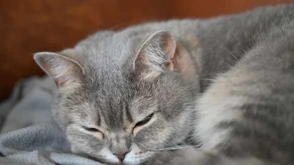 Katzen sind nach wie vor das beliebteste Haustier in Deutschland. (Archivbild) - © Helena Dolderer/dpa