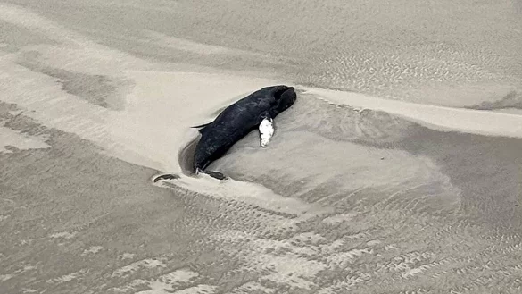 Der tote Buckelwal liegt im Sand in einer Senke. - © -/Citynewstv/dpa