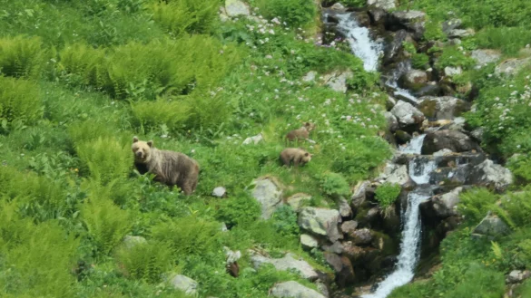 Eine Bärin geht mit ihrem Nachwuchs durch ein Tal in der Westtatra in der Slowakei. (Archivbild) - © Erik Äevëìk/tasr/dpa