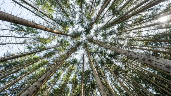 Der Wald in Deutschland bleibt laut einem neuen Bericht unter «Dauerstress». (Archivbild) - © Silas Stein/dpa