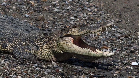In keinem Land der Welt gibt es so viele Krokodilattacken auf Menschen wie in Indonesien. - © Muhammad Taufan/dpa