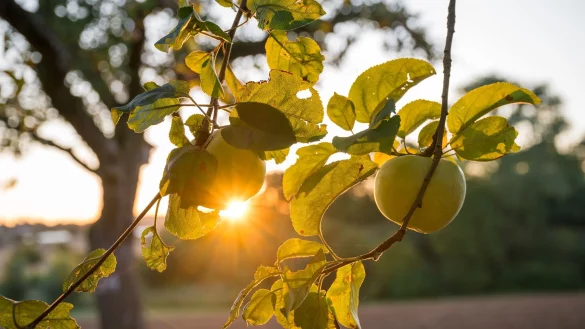 Die Sonne zeigt sich bis zur Wochenmitte noch öfter in Deutschland. - © Daniel Vogl/dpa