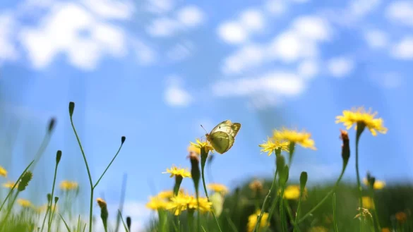 Sich an der bunten Natur freuen statt zu mähen - dafür wirbt die Aktion «mähfreier Mai» - © Karl-Josef Hildenbrand/dpa