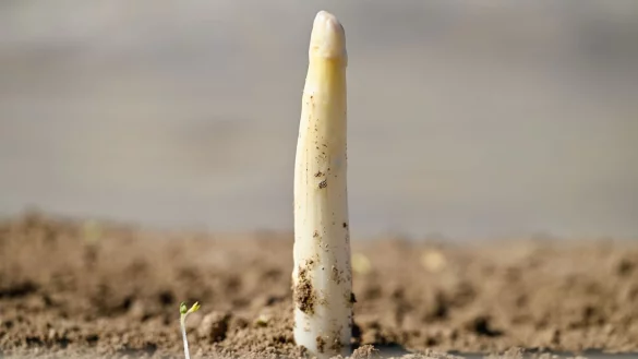 Der erste Spargel - © Uwe Anspach/dpa