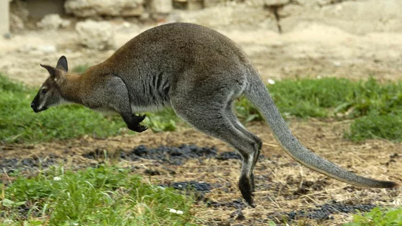 Zwei K&auml;ngurus wurden in Solingen gek&ouml;pft - die Ermittler suchen nun einen unbekannten Tierqu&auml;ler. (Symbolbild) - &copy; Armin Weigel/dpa