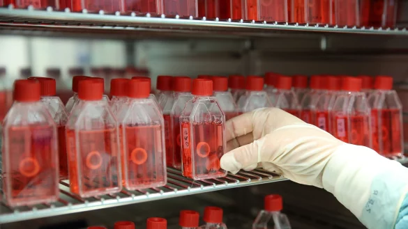 Augenhornhaut ist das am häufigsten gespendete Gewebe in Deutschland. (Archivbild) - © Bernd Wüstneck/dpa-Zentralbild/dpa