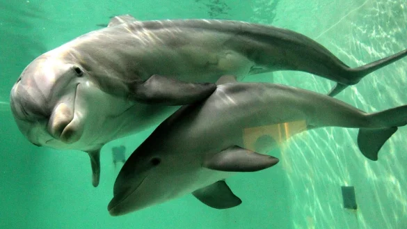 In Australien müssen Jetski-Fahrer großen Abstand zu Meeressäugern halten. (Symbolbild) - © picture alliance / dpa