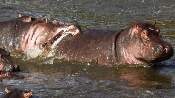 Normalerweise wirken Nilpferde wie diese in Kenia eher rundlich. (Archivbild) - &copy; picture alliance / dpa