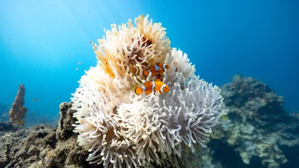 Bei Hitzewellen beginnen Clownfische zu schrumpfen. - © Morgan Bennett-Smith/Newcastle University/dpa