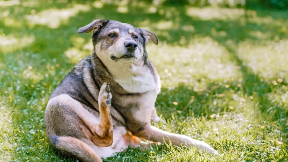 Der Hund kratzt sich unentwegt? Beim Verdacht auf Flöhe sollten Sie zum Tierarzt gehen. - © Markus Scholz/dpa-tmn