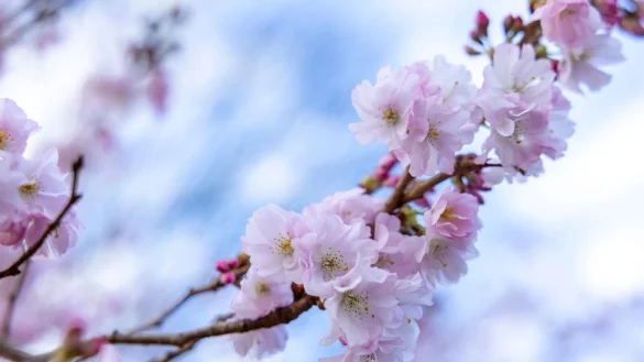 Die Wählerinnen und Wähler in NRW erwartet heiteres und warmes Wetter zur Bundestagswahl am Sonntag. (Symbolbild) - © Thomas Banneyer/dpa