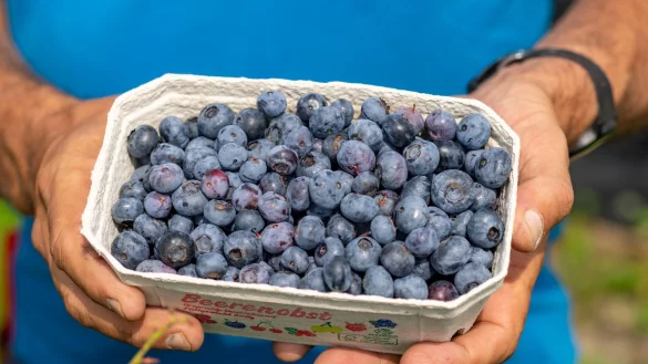 Die Ernte von Heidelbeeren war im Jahr 2024 in Nordrhein-Westfalen rückläufig. (Archivbild) - © Arnulf Stoffel/dpa