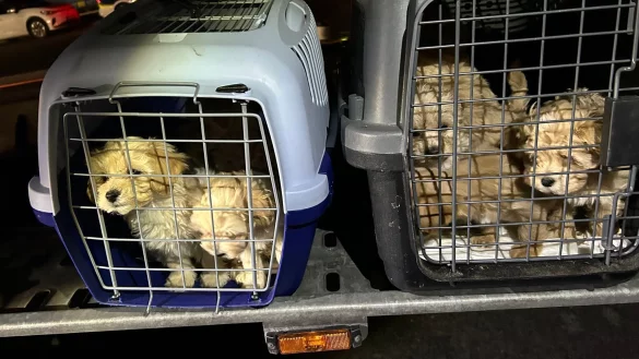 Die neun Hunde wurden dicht gedrängt transportiert und waren dehydriert. - © Hauptzollamt Braunschweig/dpa