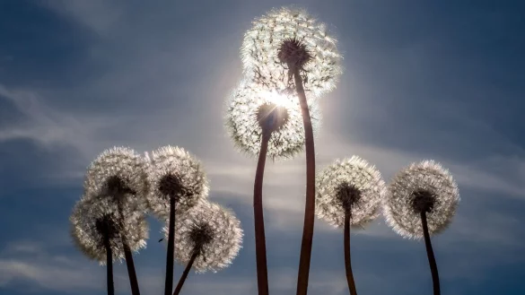 Sonne satt gab es am 1. Mai. Das ändert sich aber in den nächsten Tagen. - © Frank Hammerschmidt/dpa