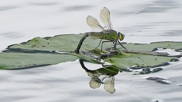 F&uuml;r Insekten sind Pyrethroide, die unter anderem in Pflanzenschutzmitteln stecken, besonders gef&auml;hrlich. (Archivbild) - &copy; Niall Carson/PA Wire/dpa