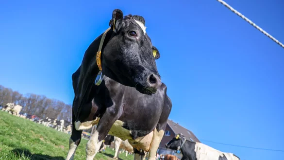 Aus einem Betrieb in Mecklenburg-Vorpommern wurde Bullensperma gestohlen. (Symbolbild) - &copy; Christoph Reichwein/dpa