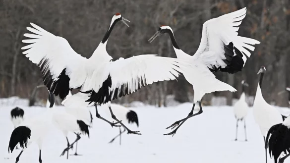 In den vergangenen Wochen sind in Japan etliche Menschen im Zuge massiven Schneefalls gestorben. - &copy; -/kyodo/dpa