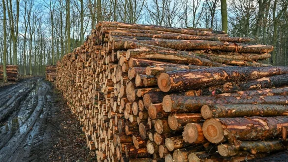 Trockenheit und Borkenk&auml;fer setzen den W&auml;ldern zu. - &copy; Patrick Pleul/dpa-Zentralbild/dpa