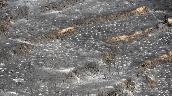 Den Beh&ouml;rden zufolge soll eine Fl&auml;che von rund 120 Quadratkilometern verbrannt sein. - &copy; Petros Karadjias/AP/dpa