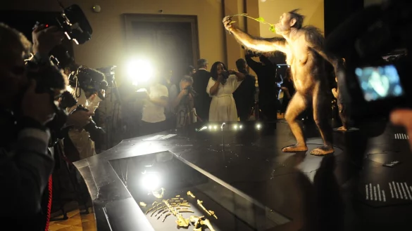 Das Vormenschen-Fossil "Lucy" aus &Auml;thiopien ist erstmals in Europa zu sehen. Die Ausstellung im Nationalmuseum in Prag ist nur bis zum 23. Oktober ge&ouml;ffnet. - &copy; Michael Heitmann/dpa