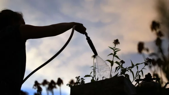 Pflanzen werden am besten frühmorgens oder nach Sonnenuntergang gegossen. - © Patrick Seeger/dpa/dpa-tmn