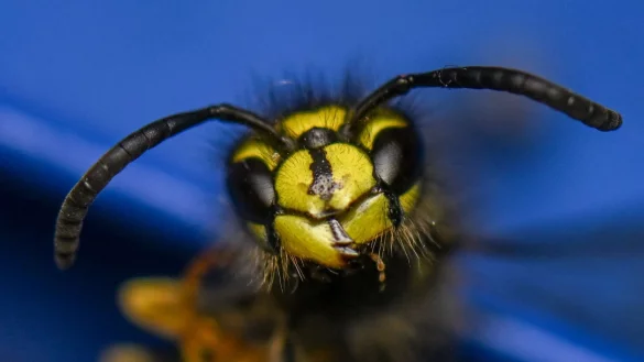 Sie ist knallig-gelb: Die Wespe. (Archivbild) - &copy; Hendrik Schmidt/dpa