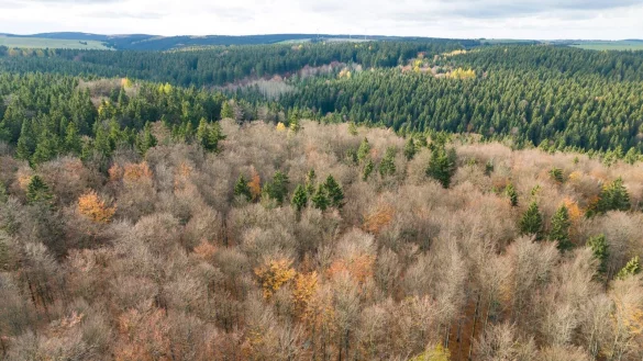 Der deutsche Wald ist zu einer Treibhausgas-Quelle geworden. Das will Bundesumweltminister Carsten Schneider &auml;ndern. - &copy; Sebastian Kahnert/dpa
